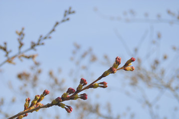 さくら　つぼみ　枝　素材