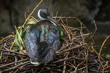 straw necked ibis is guarding her nest