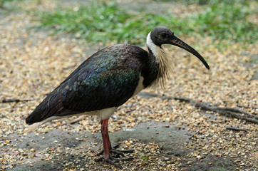 Obraz premium straw necked ibis poses for a side profile