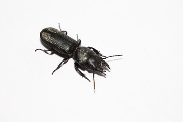  Insects on a white background.
