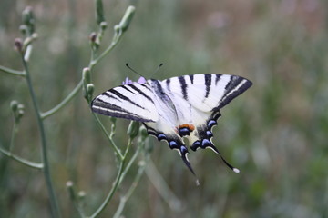 butterfly iphiclides