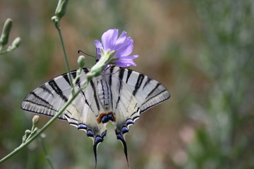 butterfly iphiclides podalirius