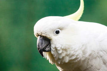 Close up portrait image of a sulphur-crested cockatoo (Cacatua galerita) with copy space