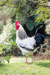 Close up portrait image of a free roaming black and white rooster with red comb and wattle