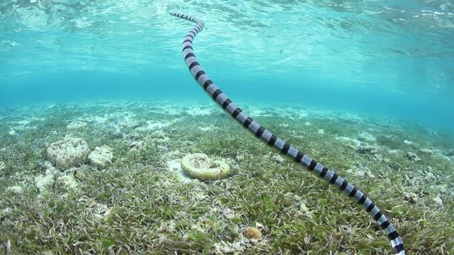 Banded Sea Krait Surfacing to Breathe in Seagrass Bed
