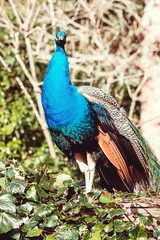 Obraz premium The Indian peafowl or blue peafowl (Pavo cristatus), a large and brightly coloured bird, is a species of peafowl native to South Asia