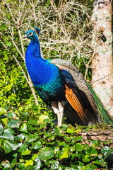 The Indian peafowl or blue peafowl (Pavo cristatus), a large and brightly coloured bird, is a species of peafowl native to South Asia