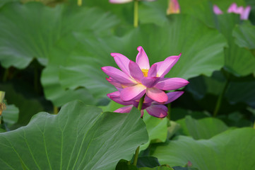 Blooming lotus flowers in the park