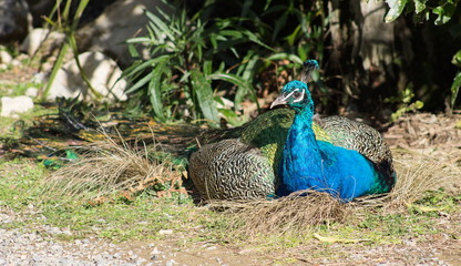 Fototapeta premium The Indian peafowl or blue peafowl (Pavo cristatus), a large and brightly coloured bird, is a species of peafowl native to South Asia
