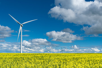 Wind turbines in a canola field in bloom outside of Swift Current, Saskatchewan, Canada