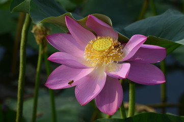 Blooming lotus flowers in the park