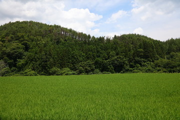 東北の田園風景