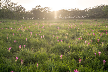 Sunset at Pink Flower Field in Thailand.