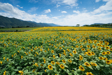 Fototapeta premium ひまわり畑 香川県まんのう町