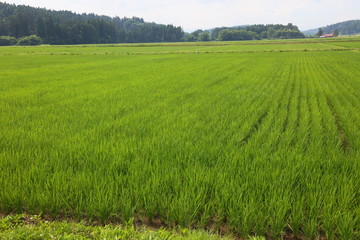 東北の田園風景