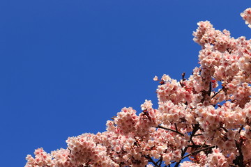 cherry blossom