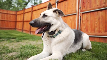 Female German Shepherd lays in backyard with a smile on a summer day.