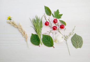 Plants, leaves, berries, cherries, petals on a light background