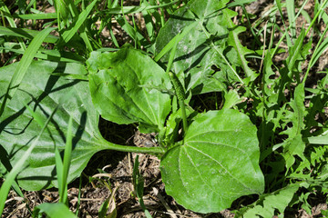 Medicinal herb Plantágo plant with large leaves and maturing seeds close-up
