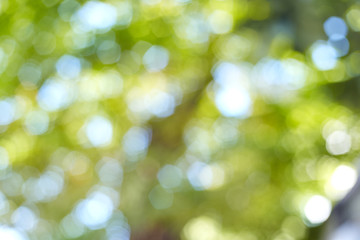 Obraz premium Blurred Morning sun Lights Bright Green