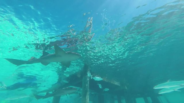 Nurse sharks glide underwater by island in the Caribbean Sea. Man swims in background with wetsuit as small fish pass mounted GoPro next to dock.