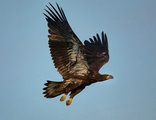 3-months old bald eagle eaglet flying , seen in the wild in  North California