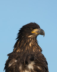 3-months old bald eagle eaglet, seen in the wild in  North California