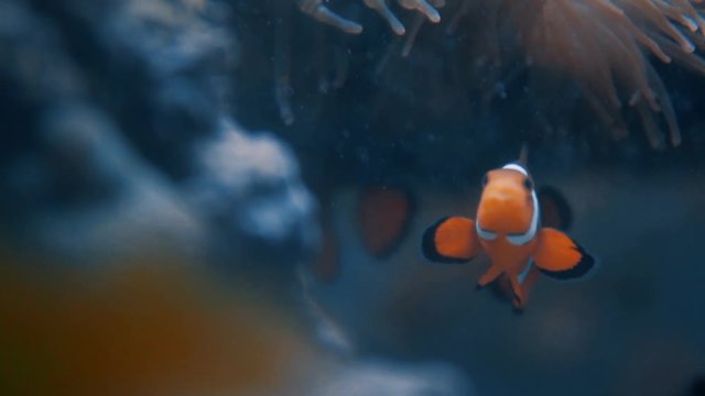 Clownfish swim under a sea anemone