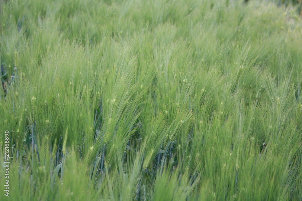 Wall mural barley field