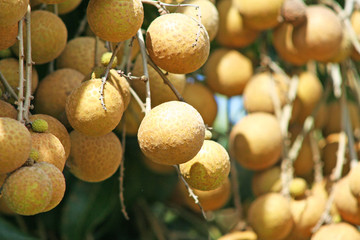 Bunch of fresh longan in garden orchard farm background