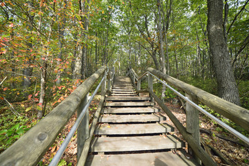 Fototapeta premium Long wooden stairway at Rimrock overlook in the Allegheny National Forest