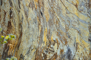 Abstract wood pattern on very old tree
