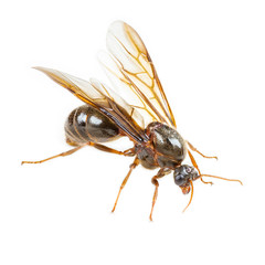 Black queen ant on white background © skynet