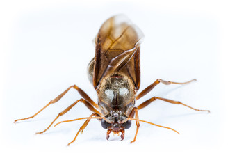 Black queen ant on white background