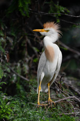Fototapeta premium Cattle Egret