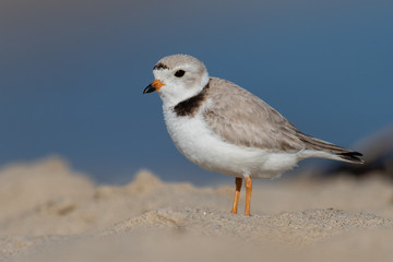 Piping Plover 