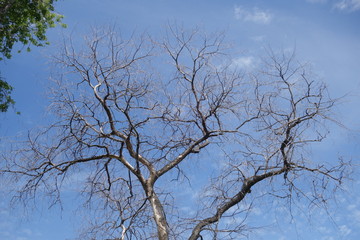 Fototapeta na wymiar Крона сухого дерева летом на фоне голубого неба в парке