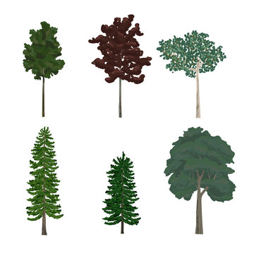 Collection of pine and leaf tree illustrations