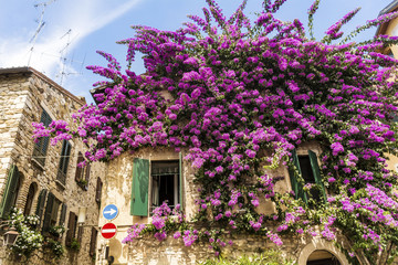 Pink Bougainvillea Flowers on the Wall of  Italian  House.Beautiful Facade of a House in Italy