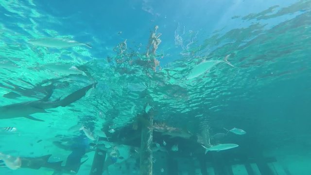 Underwater GoPro video of nurse sharks and minnows swimming underneath dock at Big Major Cay island in the Exumas, Bahamas.