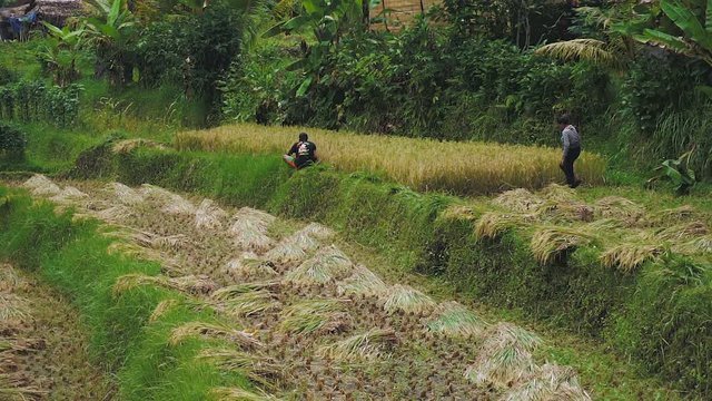 Wide shot of an Indonesian man & woman harvesting rice with sickles in a terraced field in Bali, Indonesia (camera tilts up at end of clip)