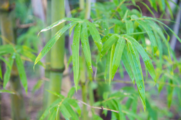 Fototapeta na wymiar Blurred green bamboo forest.