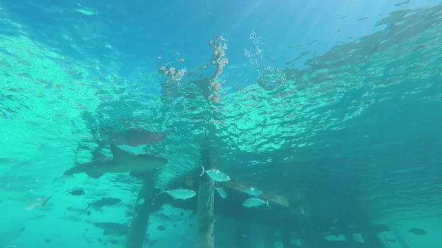 Friendly nurse sharks swim under dock as people swim. Shot from under water using mounted GoPro on bottom of sea floor. Colorful fish and minnows swim next to sharks.