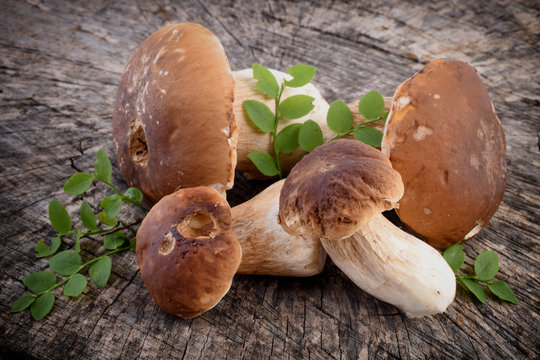 Boletus edulis, Porcini mushroom, tasty mushroom