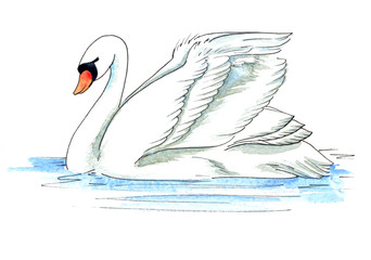 colored watercolor painted strong swan on water.