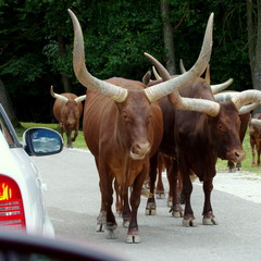Groźne krowy Watussi, idące drogą koło samochodów - obrazy, fototapety, plakaty
