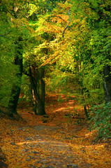 Path in autumn forest