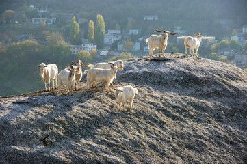 White goats on top of rock