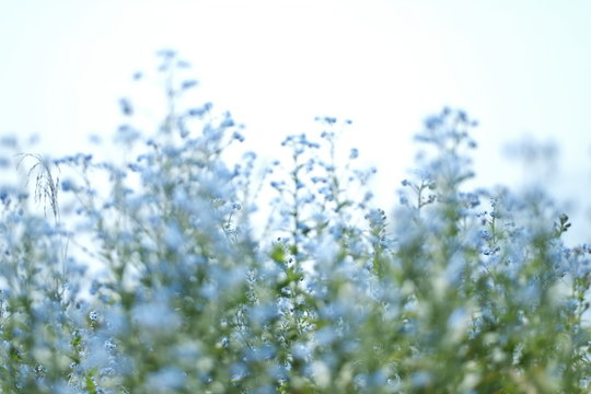 「スナビキソウ」の写真素材 75件の無料イラスト画像 Adobe Stock