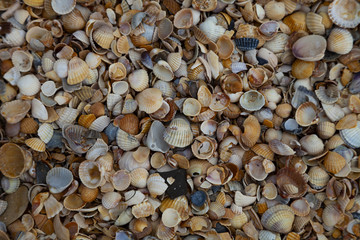 Many small shells close-up.